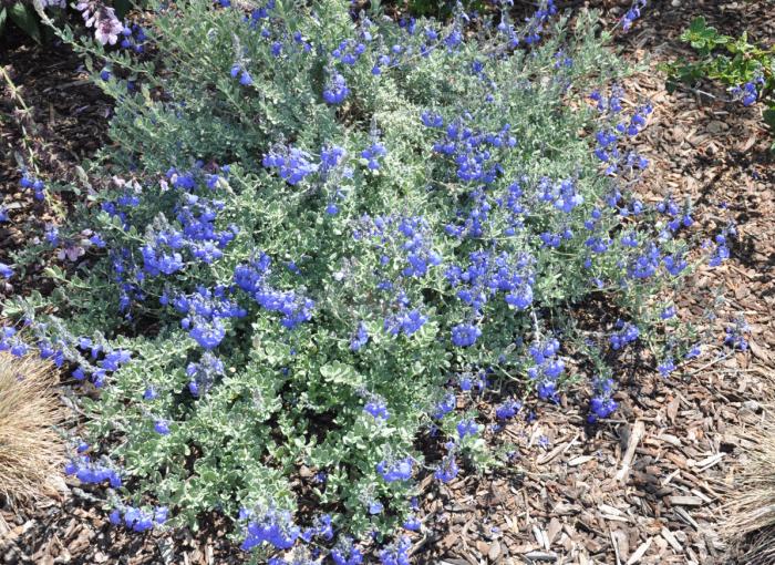 Plant photo of: Salvia chamaedryoides