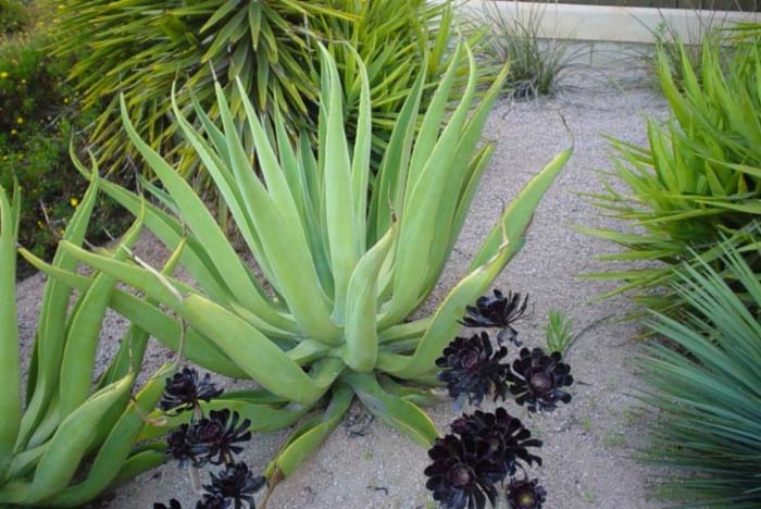 Agave vilmoriniana