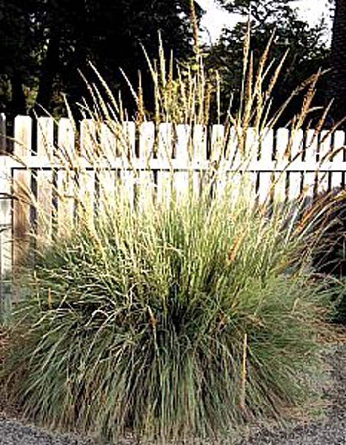 Plant photo of: Muhlenbergia lindheimer