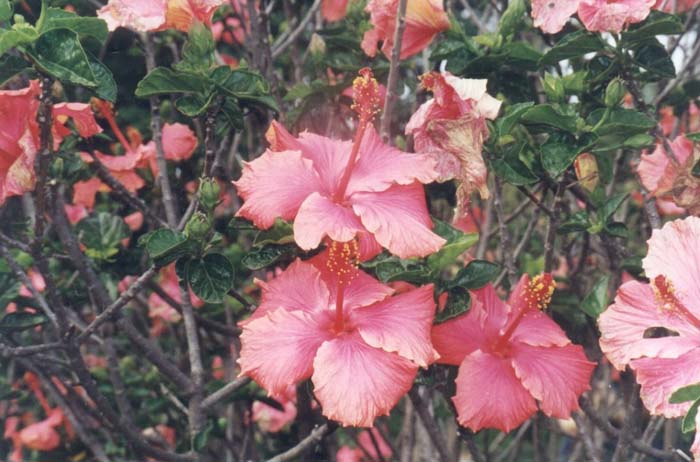 Hibiscus rosa-sinensis