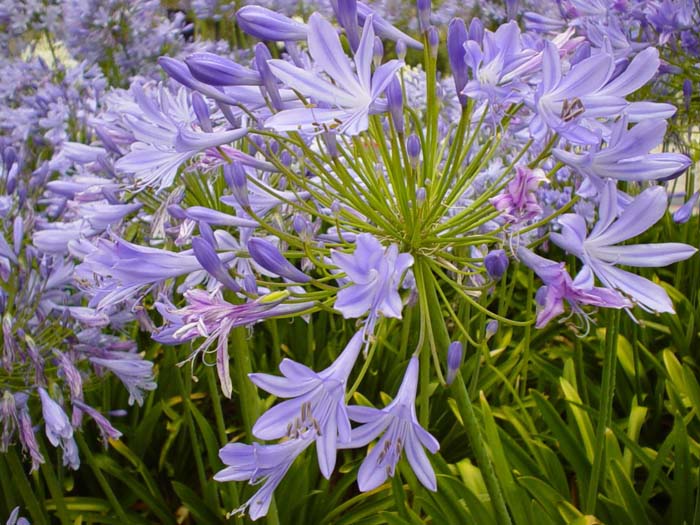 Agapanthus praecox ssp. orientalis