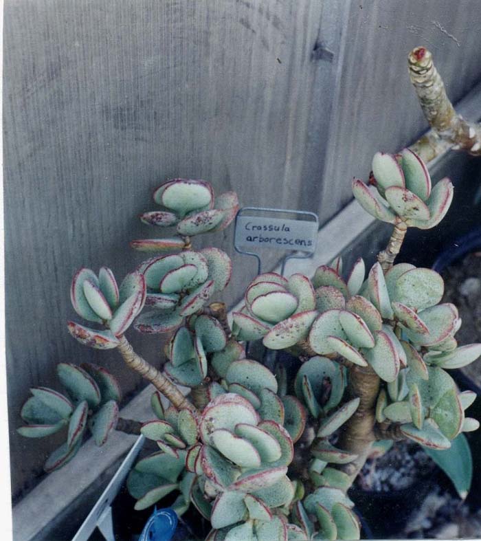 Crassula arborescens