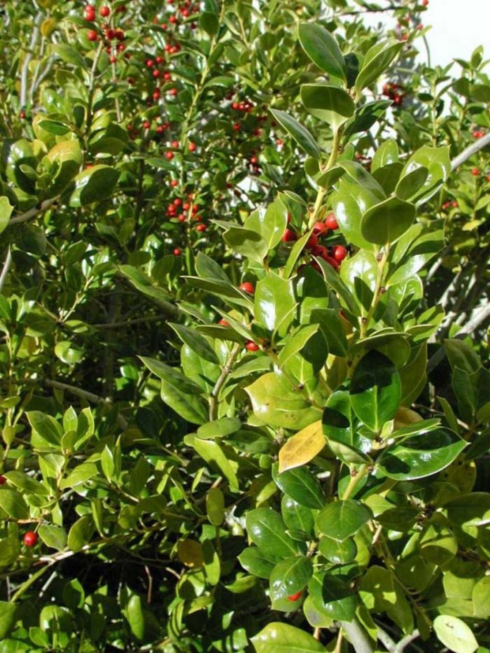 Burford Holly