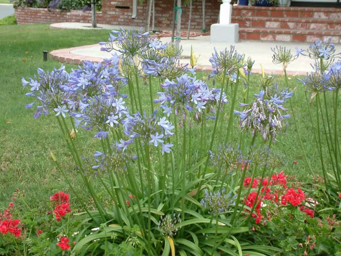 Plant photo of: Agapanthus 'Peter Pan'