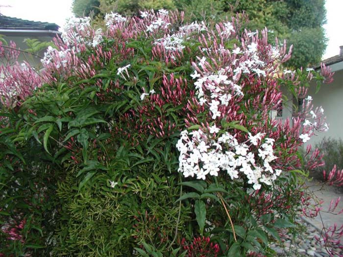 Jasminum polyanthum