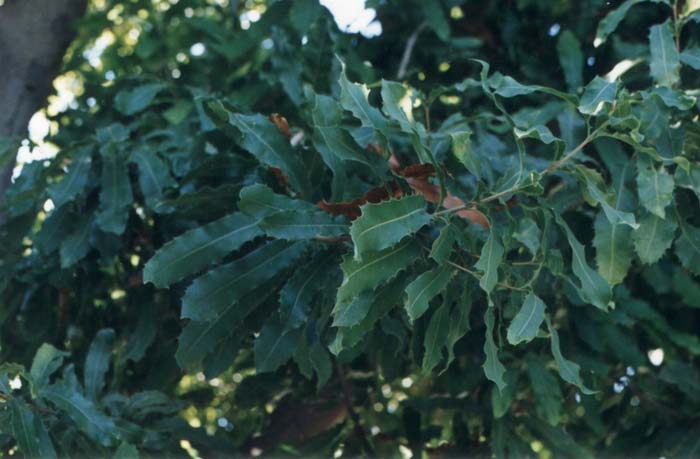 Macadamia hybrids