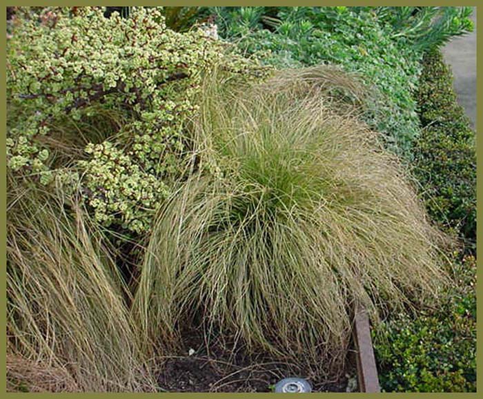 Frosted Curls Hair Sedge