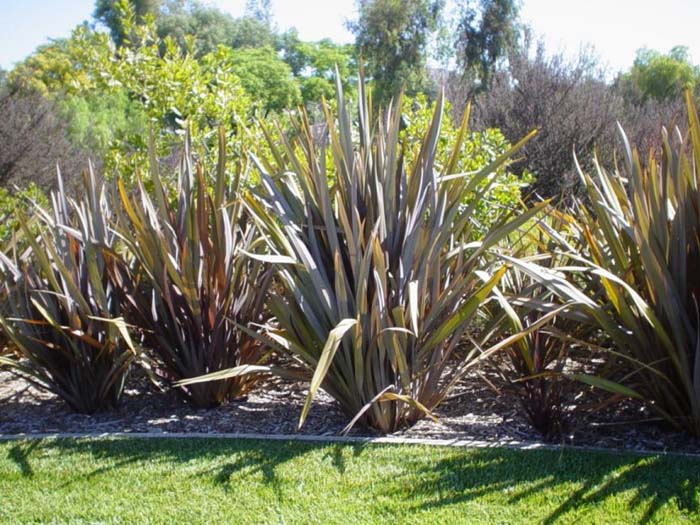 Phormium 'Dusky Chief'