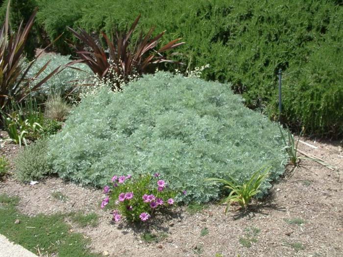 Artemisia 'Powis Castle'