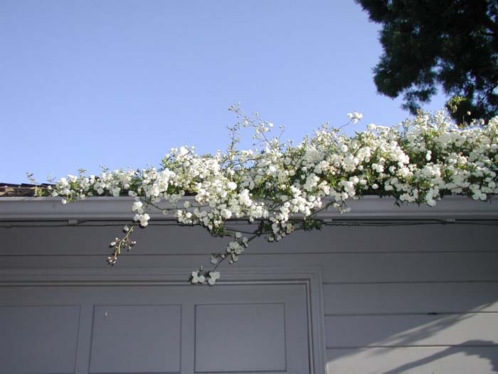 Dbl. White Lady Banks' Rose