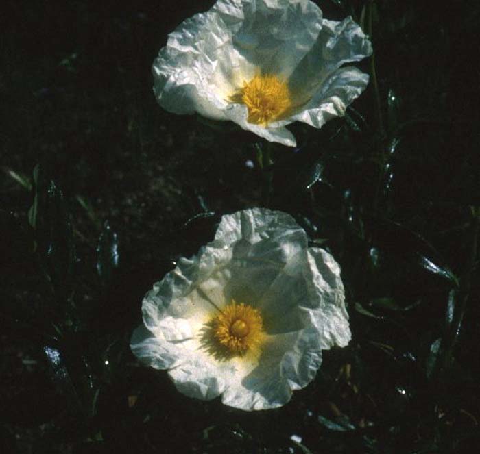 Cistus ladanifer latifolius