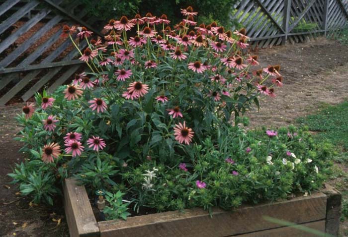 Plant photo of: Echinacea purpurea