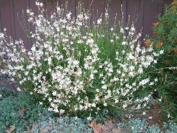 Gaura lindheimeri