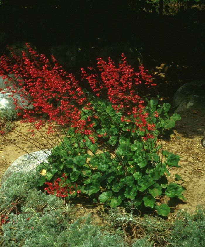 Heuchera sanguinea