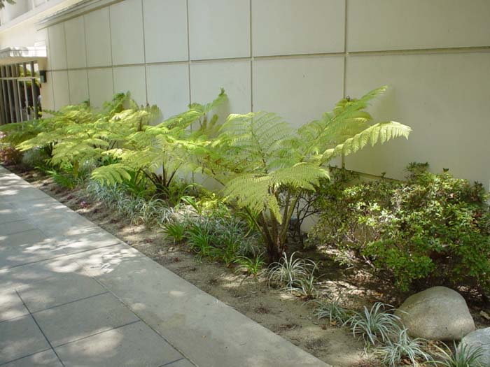 Cyathea cooperi