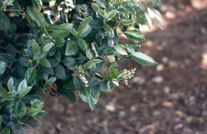 Plant photo of: Ligustrum japonicum 'Texanum'