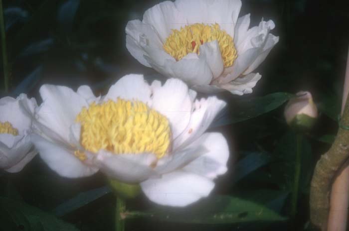 Paeonia suffruticosa