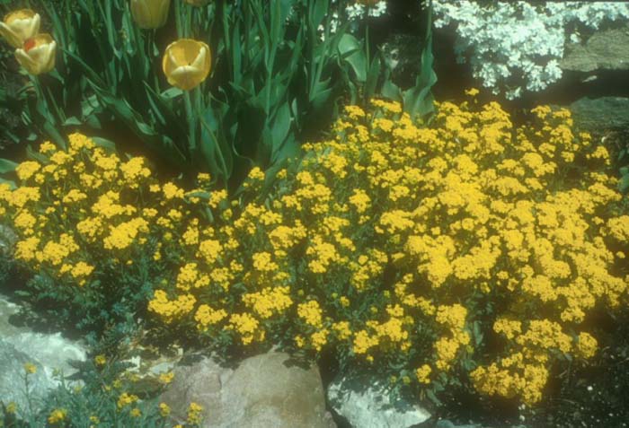 Aurinia saxatilis 'Basket of Gold'