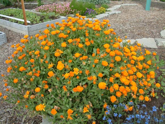 Calendula officinalis