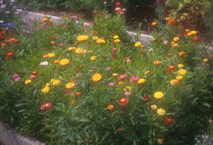 Helichrysum bracteatum