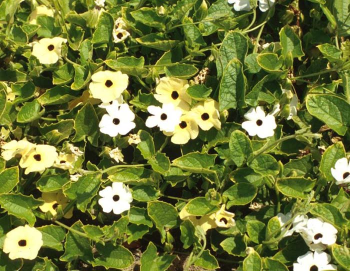 Thunbergia alata