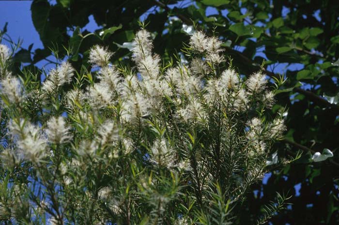 Flax Leaf Paperbark