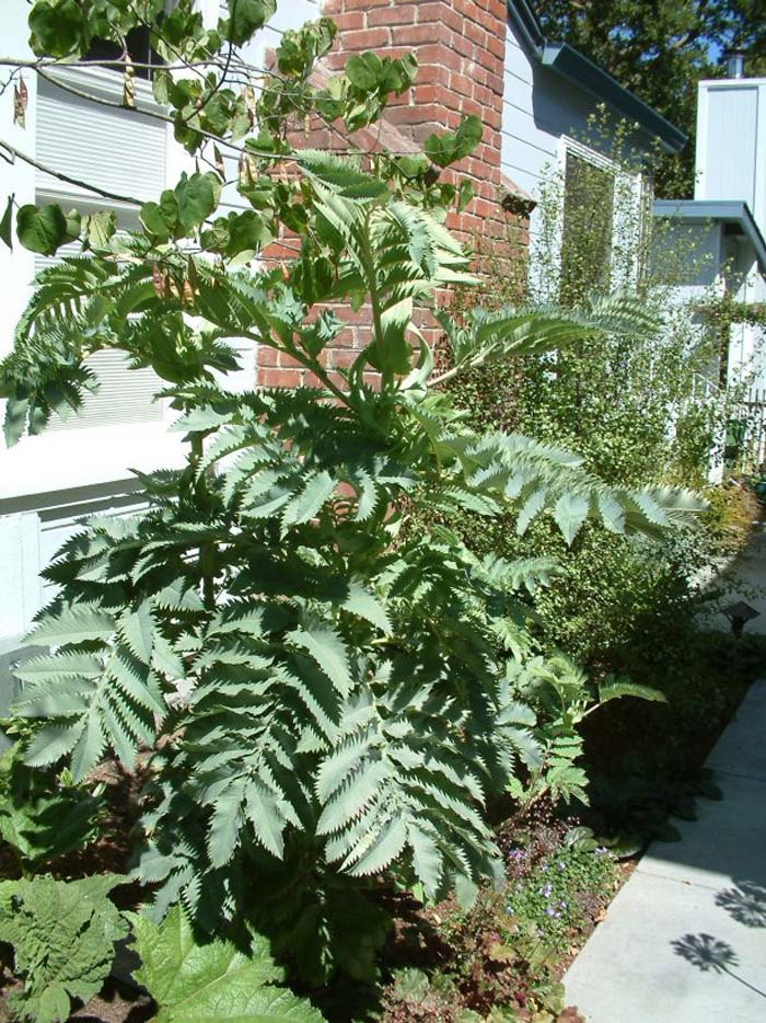 Plant photo of: Melianthus major