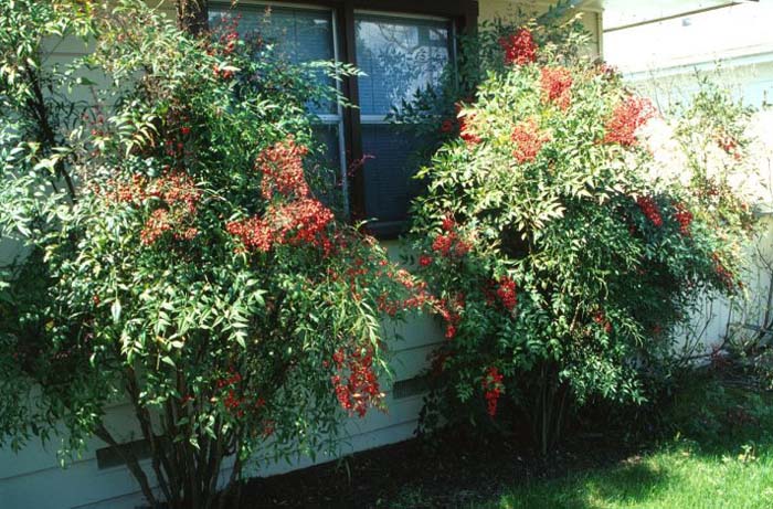 Nandina, Heavenly Bamboo