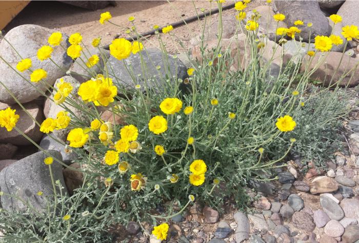 Desert Marigold