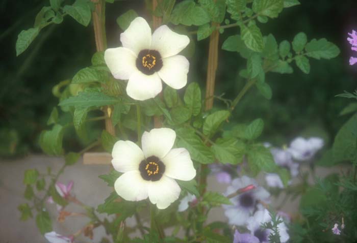 Plant photo of: Hibiscus tionum