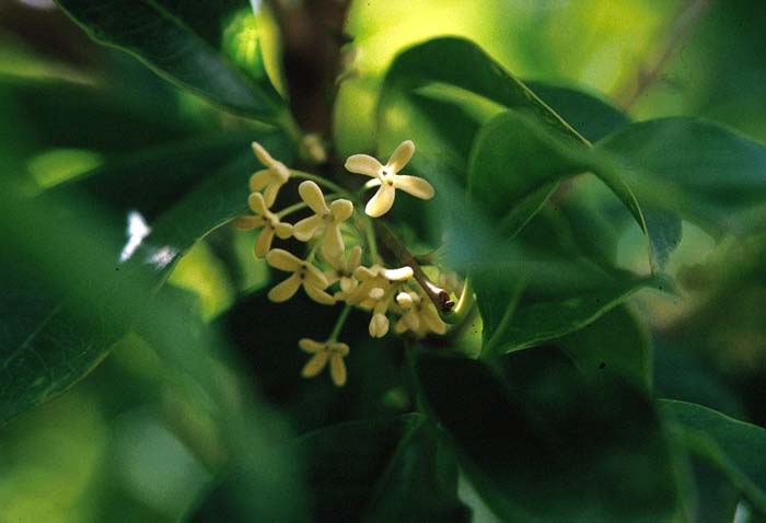 Osmanthus fragrans