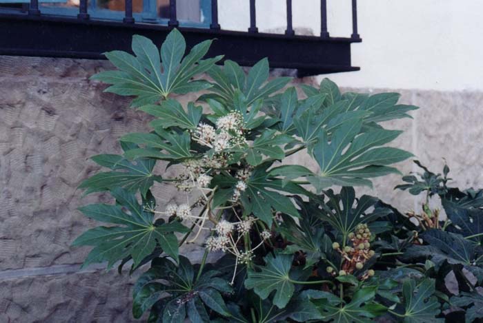 Japanese Fatsia or Aralia