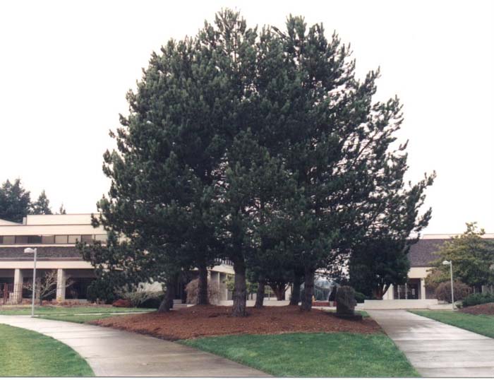 Pinus nigra