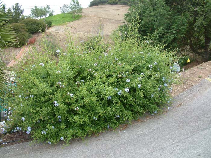 Plumbago auriculata