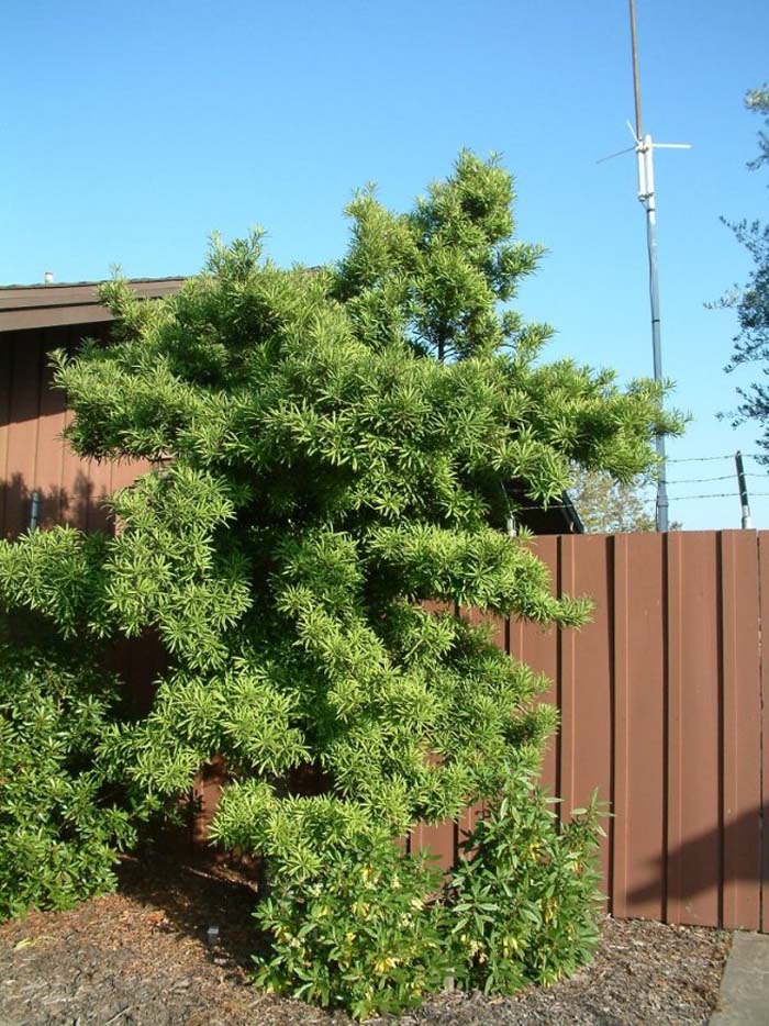 Plant photo of: Podocarpus macrophyllus