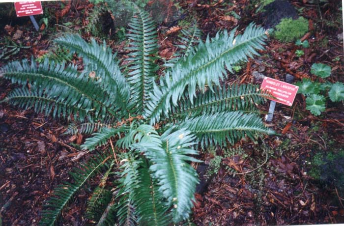 Polystichum munitum