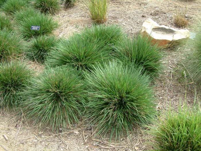 Tufted Hair Grass