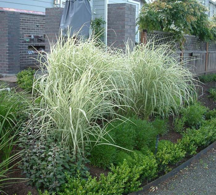 Plant photo of: Miscanthus sinensis 'Variegatus'