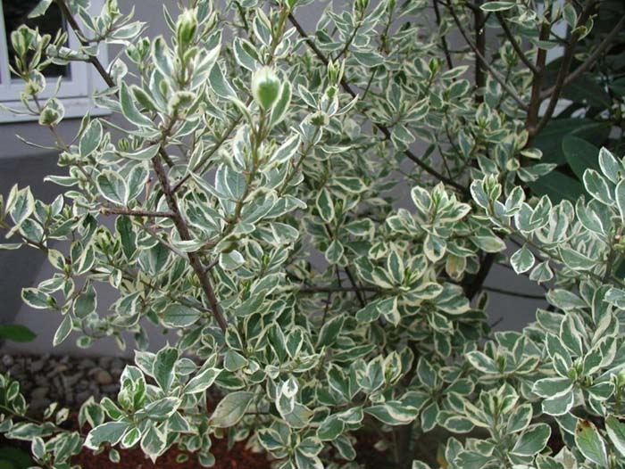 Plant photo of: Rhamnus alaternus 'Variegata'