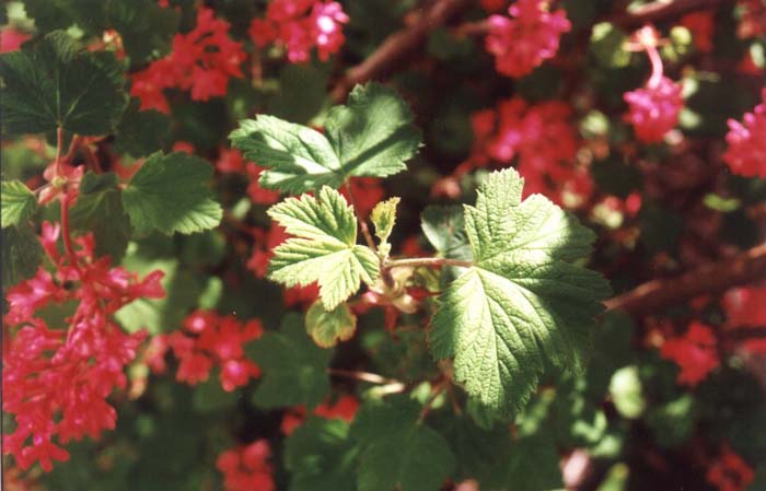 Ribes sanguineum