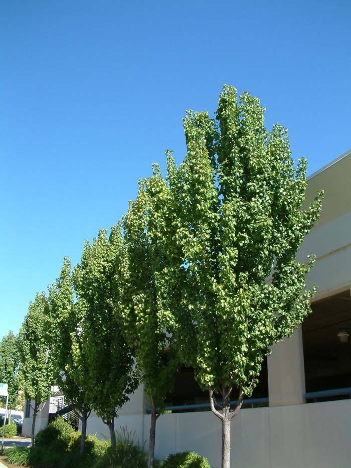Pyrus calleryana 'Capital'