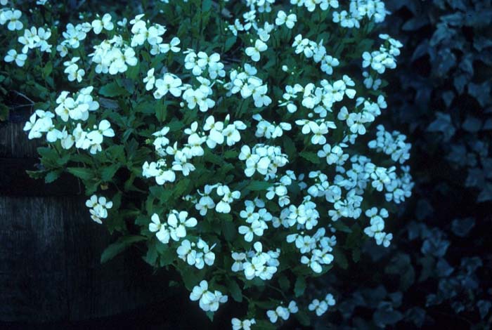 Arabis caucasica