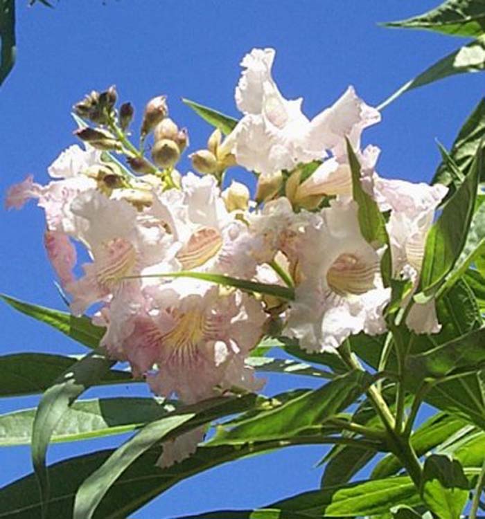 Chitalpa tashkentensis 'Pink Dawn'