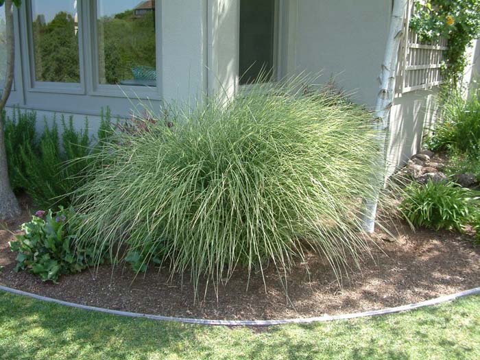 Miscanthus sinensis 'Morning Light'