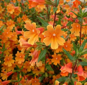 Sandy Soil Plants