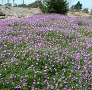 Ground Covers