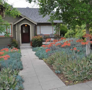 Senecio Garden