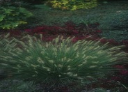 Little Bunny Dwarf Fountain Grass