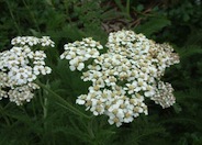 Commom Yarrow