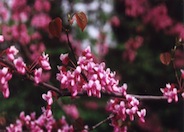 Eastern Redbud